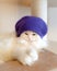 Portrait of a cute white, fluffy cat, in a knitted purple hat. Christmas dressed up kitten