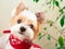 Portrait of cute white-haired dog biewer Yorkshire terrier with red collar