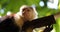 Portrait of cute White-headed Capuchin Monkey in high quality hanging in the costa rican jungle close to the beach