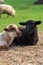Portrait of cute white lamb and black lamb sitting on straw on green meadow in Germany. Animal friendship, free-range husbandry