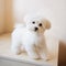 Portrait of a cute white long-haired Maltese. The puppy is 4 month old on the picture after grooming