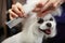 Portrait of cute white Maltese puppy being groomed in veterinarian clinic.Adortable toy dog in grooming salon.Happy pet posing on