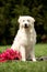 Portrait of a cute white Maremma sitting on grass. garden and trees on background