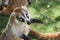 Portrait of cute white nosed coati, Nasua narica, begging for food, fighting and looking at a camera with funny