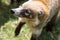 Portrait of cute white nosed coati, Nasua narica, begging for food, fighting and looking at a camera with funny