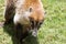 Portrait of cute white nosed coati, Nasua narica, begging for food, fighting and looking at a camera with funny