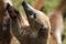 Portrait of cute white nosed coati, Nasua narica, begging for food, fighting and looking at a camera with funny