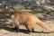 Portrait of cute white nosed coati, Nasua narica, begging for food, fighting and looking at a camera with funny