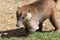 Portrait of cute white nosed coati, Nasua narica, begging for food, fighting and looking at a camera with funny