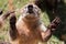 Portrait of cute white nosed coati, Nasua narica, begging for food, fighting and looking at a camera with funny