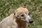 Portrait of cute white nosed coati, Nasua narica, begging for food, fighting and looking at a camera with funny