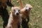 Portrait of cute white nosed coati, Nasua narica, begging for food, fighting and looking at a camera with funny