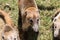 Portrait of cute white nosed coati, Nasua narica, begging for food, fighting and looking at a camera with funny