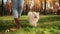 Portrait of cute white Pomeranian walking in sunny park with his owner