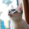 Portrait of a cute white Singapura kitten looking out the window. Closeup face of an adorable blue Singapura kitty at home.