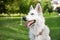 Portrait cute white Swiss Shepherd Dog outdoor