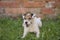 Portrait of cute white Terrier