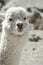 The portrait of a cute withe alpaca.