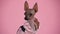 Portrait of a cute Xoloitzcuintle in black and pink jumpsuit in the studio on a pink background. The pet looks at the