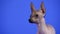 Portrait of a cute Xoloitzcuintle looking in front of him in the studio on a blue background. Close up of a dog's muzzle