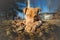Portrait of cute yellow terrier