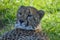 Portrait of a cute young Cheetah in Rhino and Lion nature reserve Johannesburg South Africa