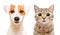 Portrait of cute young dog Jack Russell Terrier and cat Scottish Straight