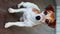 portrait of cute young dog Jack Russell terrier looking at camera.