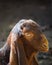 Portrait of cute young goat. pet domestic animal close up cattle. mammal black herbivorous fauna livestock farm background