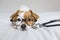 Portrait of a cute young small dog sitting on bed. Wearing stethoscope and glasses. He looks like a doctor or a vet. Home, indoors