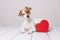 Portrait of a cute young small dog sitting on the floor and looking curious at the camera. Red heart next to him. White floor and