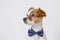 Portrait of a cute young small white dog wearing a modern blue bowtie. White background. Pets indoors