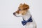 Portrait of a cute young small white dog wearing a modern blue bowtie. White background. Pets indoors