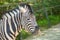 Portrait of cute zebra