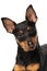 Portrait of a cute Zwergpinscher puppy on a white background