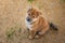 Portrait of cutered shiba inu puppy sitting outside on the ground and looking to the camera