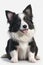 Portrait of a cutie border collie puppy on white background