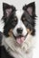 Portrait of a cutie border collie on white background