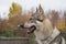 Portrait of czechoslovak wolfdog close up. Pet animals