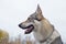 Portrait of czechoslovak wolfdog close up. Pet animals