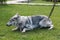 Portrait of a Czechoslovakian wolf dog in a supine position