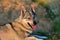 Portrait of a czechoslovakian wolfdog