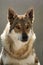 Portrait of Czechoslovakian wolfdog