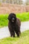 Portrait of CÃ£o de Ã¡gua portuguÃªs, black curly-coated dog outdoors