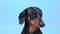 Portrait dachshund on blue background, close up, studio shooting.