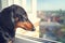 Portrait of a dachshund dog, black and tan, sadly looks out the window into the street awaiting the return of the owner  to come h