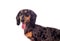 Portrait of a dachshund dog looks