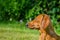 Portrait of dachshund dog at park