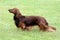 The portrait of Dachshund Standard Long-haired Red