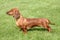 The portrait of Dachshund Standard Long-haired Red